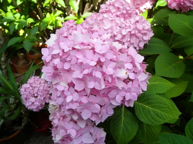 Stunning Saline Pinks of Las Coloradas in Mexico