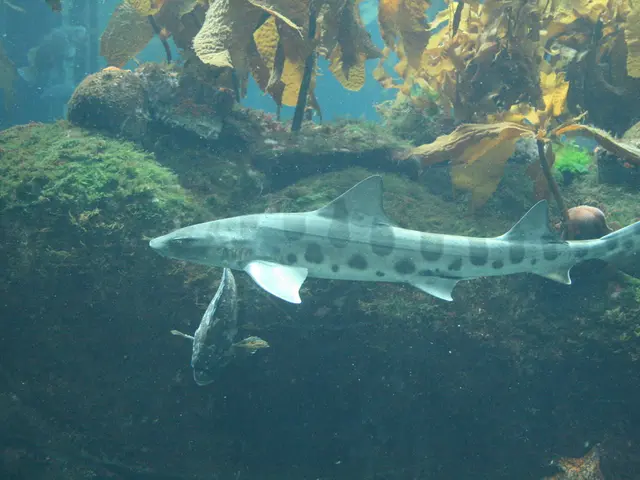 Exploring the Beneath Seas of Raja Ampat Regions