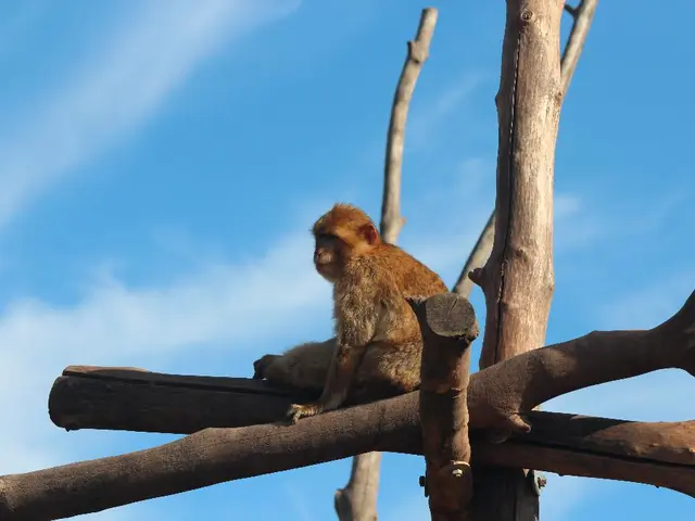 Lucky Days for Wealth and Prosperity under Chinese Zodiac signs, specifically for the year 2025,...