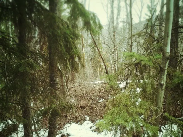 Explore Winter Activities in the New Forest: