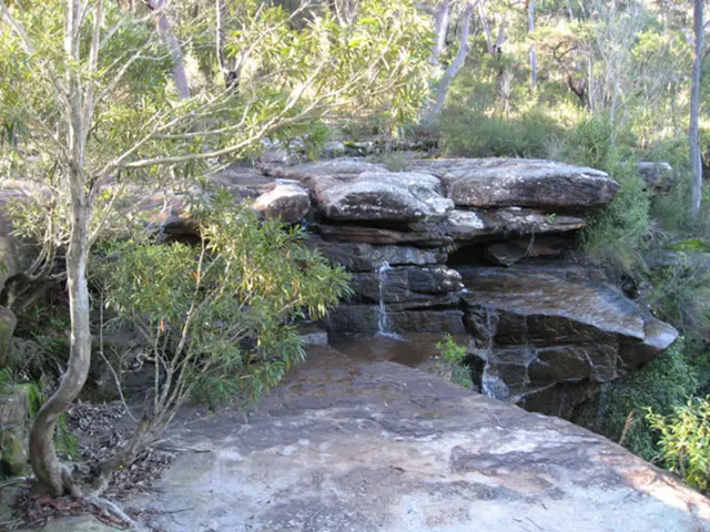 Constructing a Cascading Bonsai: Selecting and Positioning Trees for a Waterfall Look
