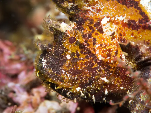 Capturing Marine Mollusks, specifically Nudibranchs and Sea Slugs in Photos