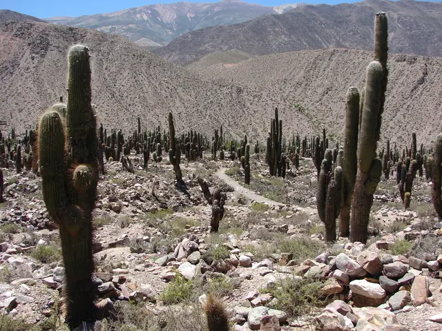 Ascent from Cactus to Clouds: A Mountainous Trek