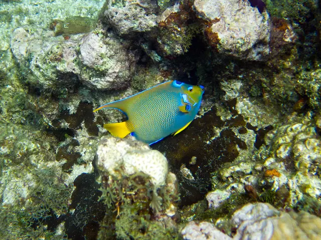 Underwater Escapade: The Grand Cayman Islands