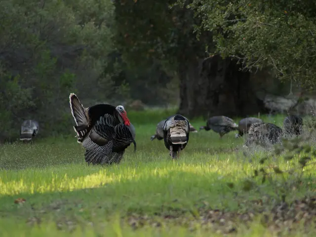 Discover the Art of Archery in Turkey, Alongside Other Delights