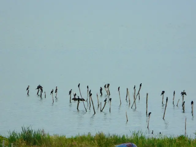 Stunning Wildlife Haven at Virginia's Coastal National Park Provides Awe-Inspiring Natural...