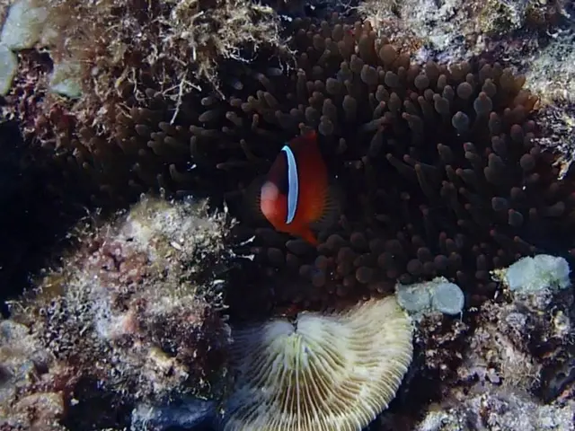 Exploring Scuba Diving at Its Finest in Micronesia