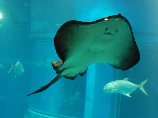 Transform your home into a vibrant underwater paradise with a Clownfish and Bubble Tip Anemone...