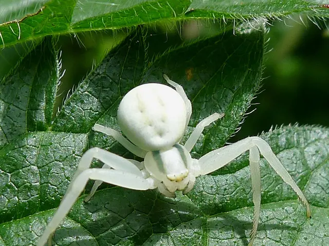 Instructions for Installing Apache Tomcat 11.0.7 Alongside Nginx on Ubuntu Version 24.04