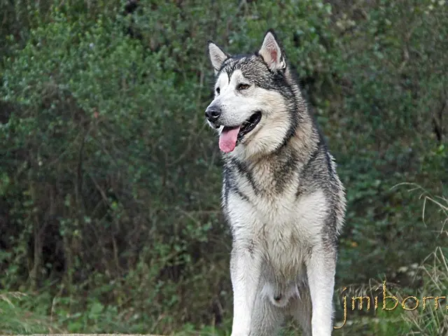 Strategies for Evading Potentially Hazardous Encounter with Wolves during Adventures in U.S....