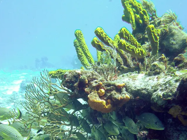 Underwater Artistry Champions Announced in Ocean Art Competition