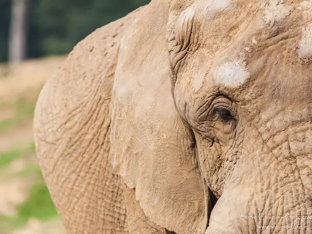 World Animal Protection Proposes Retiring Elephants in Jaipur in Celebration of World Elephant Day