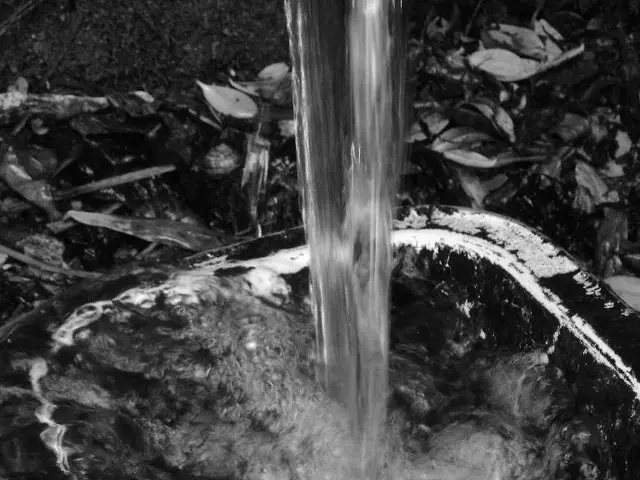 Transferring Soil for Money Plants: A Handy Tutorial