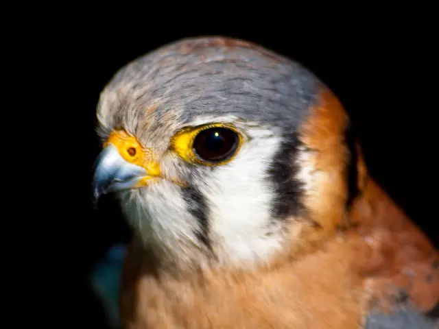 Top-Ranked Affordable Telephoto Lenses for Wildlife Shooting in the Year 2025