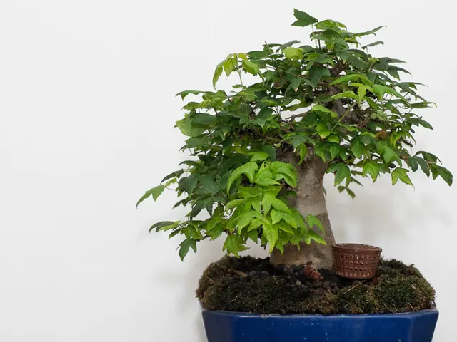 Managing Bonsai Roots: Exploring the Subterranean Realm of These Miniature Trees