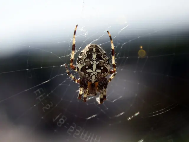 Exploring Life Lessons in Indigenous Spider Folklore