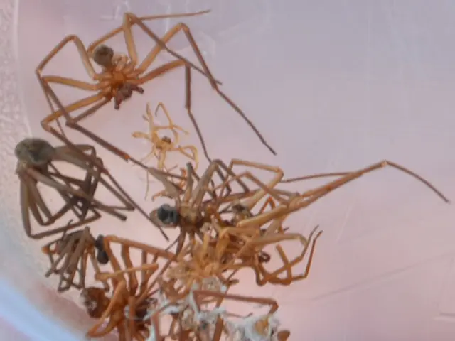 Witness the gruesome spectacle of 1,000 spider offspring consuming their mothers and aunts in a...