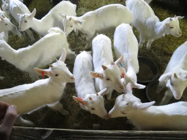 Unusual wildlife encounter and goat health concerns mark a trip to the Koporye ecotope in Grozny...