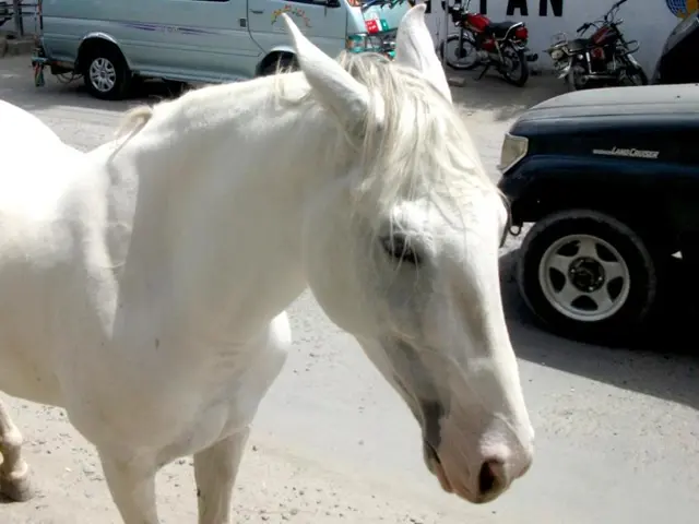 In this image we can see a white horse on the road. On the backside we can see some vehicles and a...