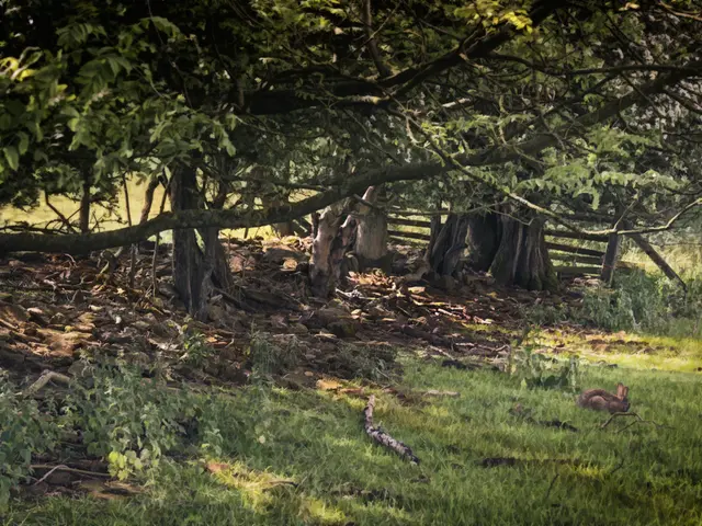 Here In this picture the whole place is covered with grass, plants and trees.