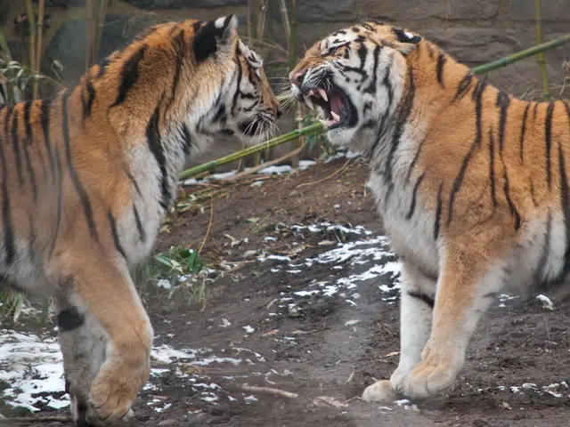 In the picture there are tigers present, beside them there is a wall, there may be bamboo sticks...