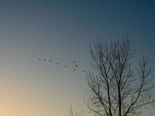 On the right side there are trees, in the middle few birds are flying in the sky.